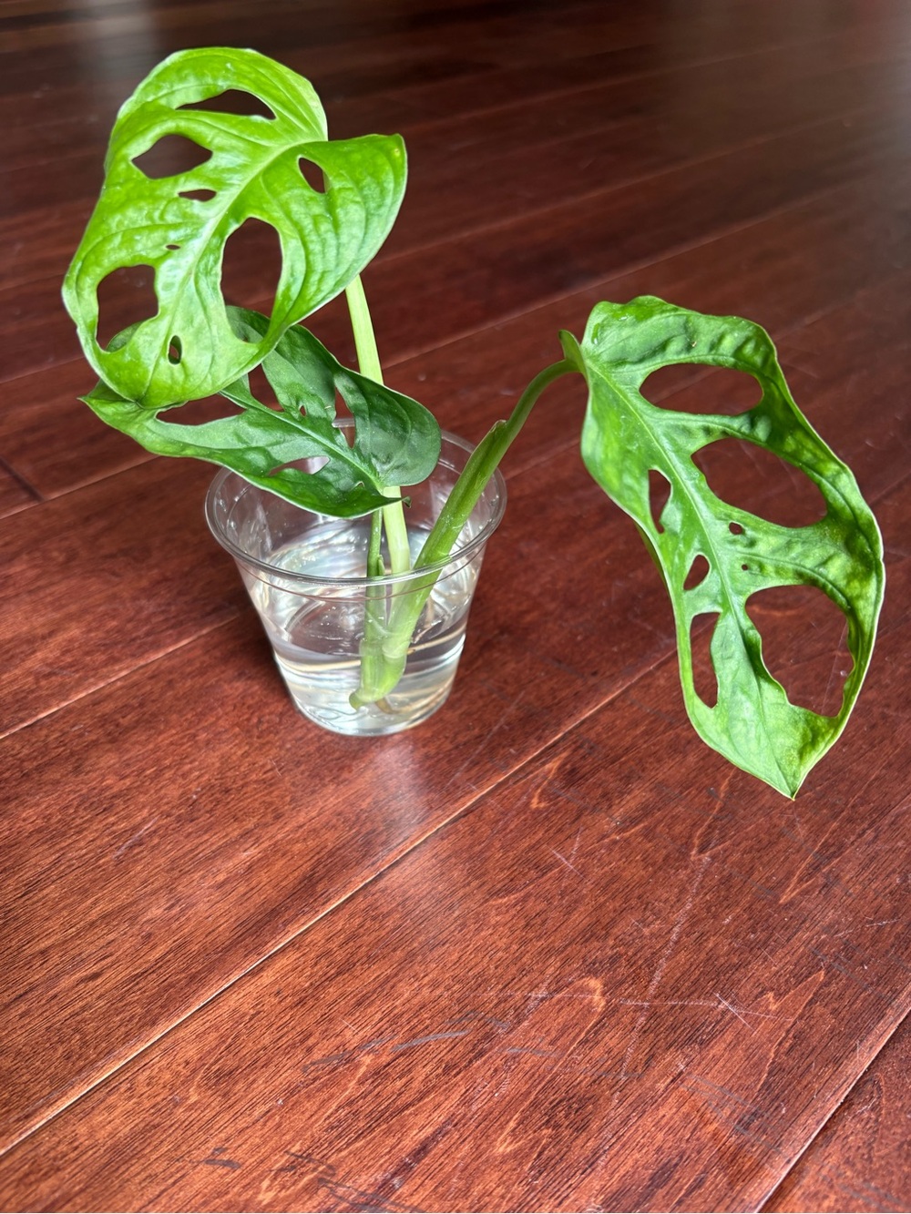 Monstera Adansonii rooted cutting with three leaves healthy fast growing plant